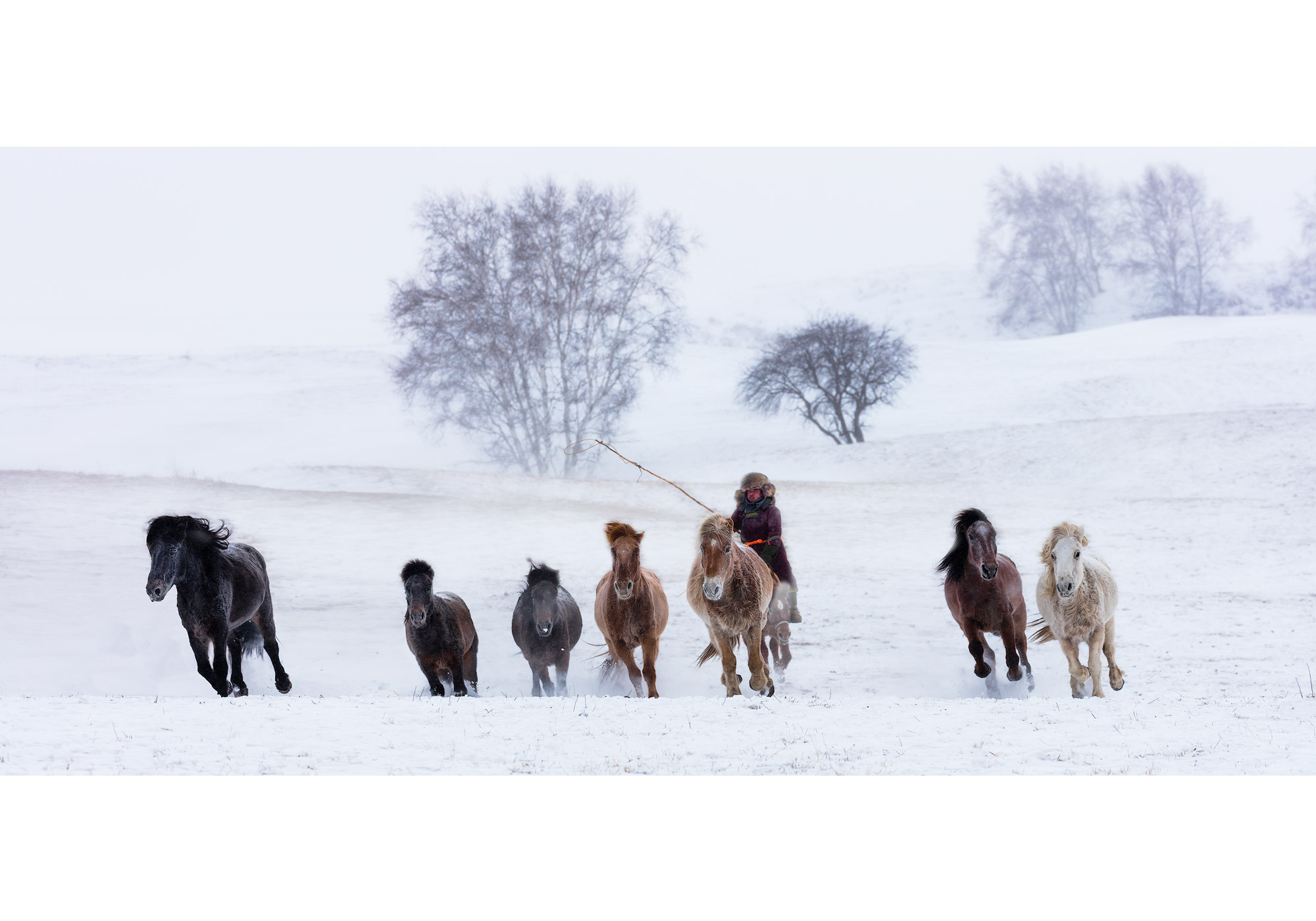 Mongolia_Horse_02