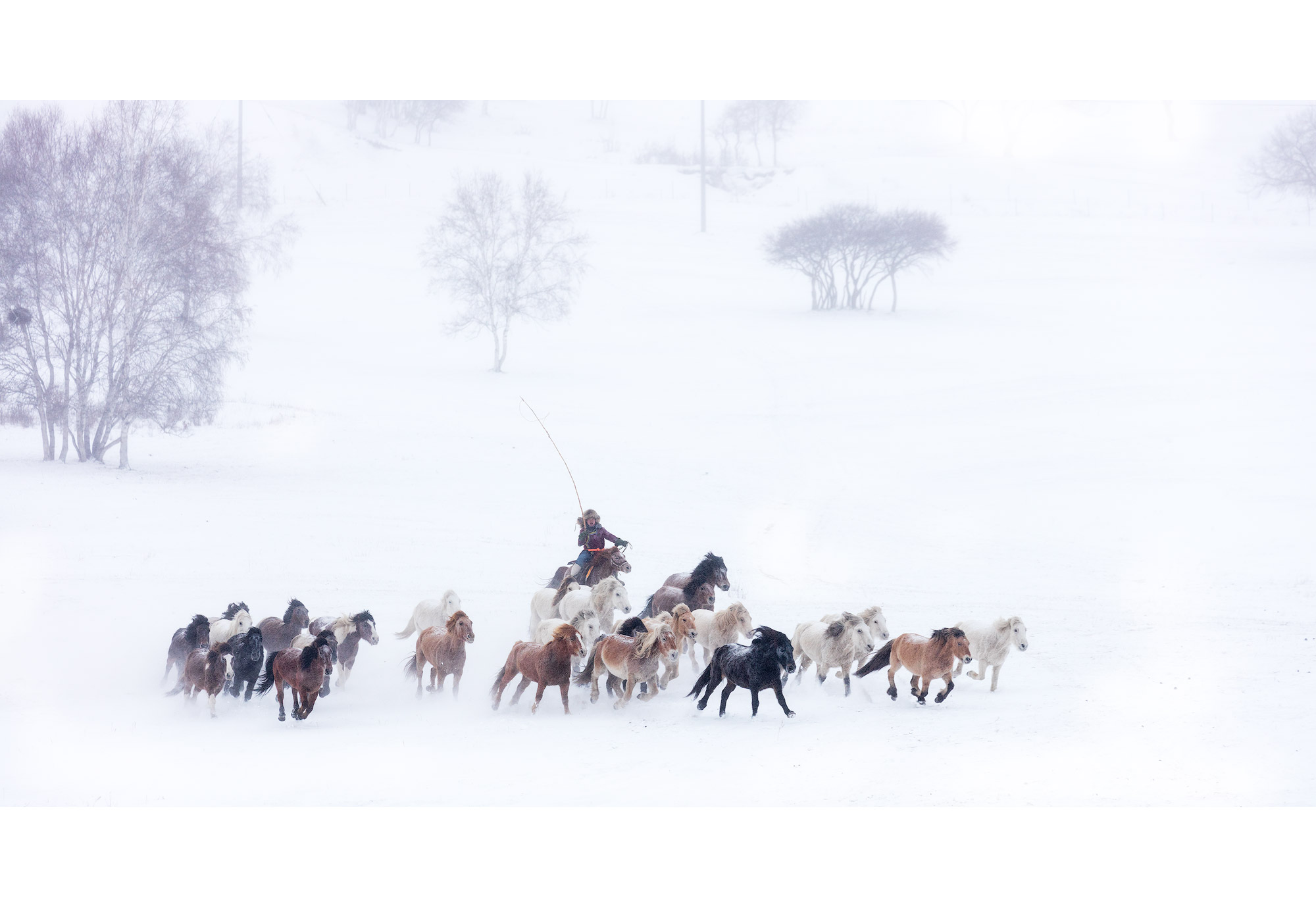 Mongolia_Horse_04
