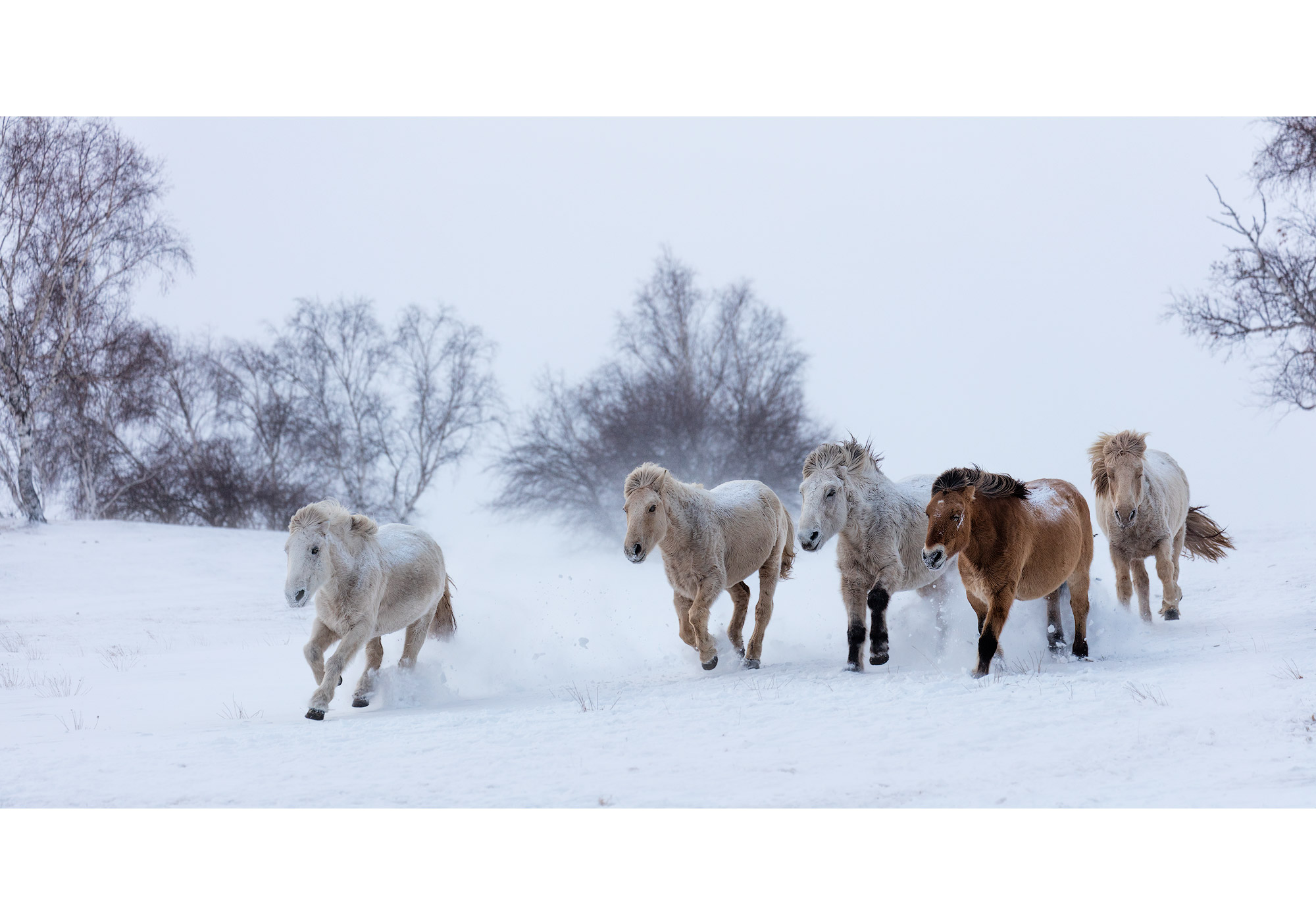 Mongolia_Horse_07